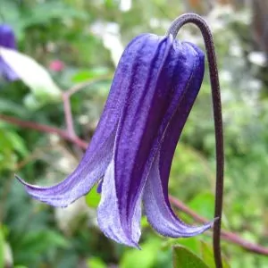 Rooguchi Clematis plant for sale online South Africa
