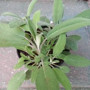 Common sage plant for sale South Africa couriered nationwide