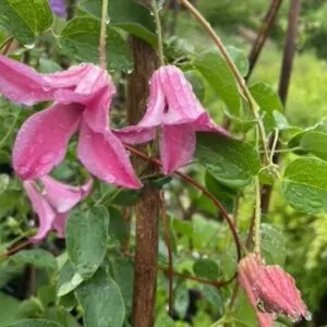 Clematis inspiration. For sale online South Africa