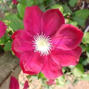 Hosi no Flaminco 5 clematis - for sale online South Africa