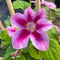 Killian Donahue clematis for sale online South Africa
