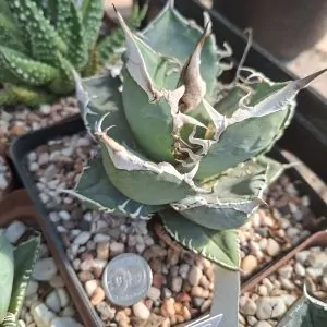 Agave Titanota