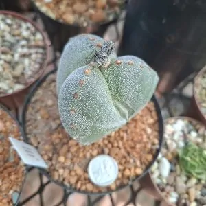 Astrophytum Tricostatum