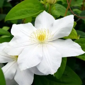 Clematis Marie Boisselot white clematis For sale online South Africa