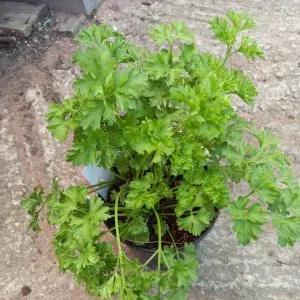 Parsley Moss (curled) edible herb plant for sale. South africa, couriered nationwide