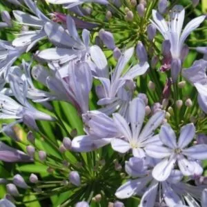 Agapanthus praecox Barley Blue South Africa