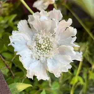 Scabiosa Fama White (Pincushion flower) for sale online South Africa