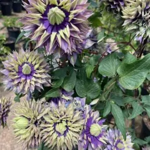 Clematis Tiaga for sale online couriered nationwide South Africa