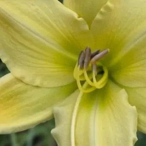 Daylily Anna Mae Hagar online for sale South Africa