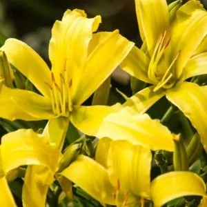 Daylily Our Mantis split plant, couriered nationwide South Africa