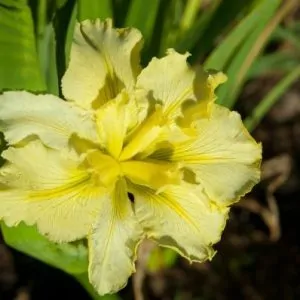 Louisiana Iris Yellow couriered nationwide South Africa