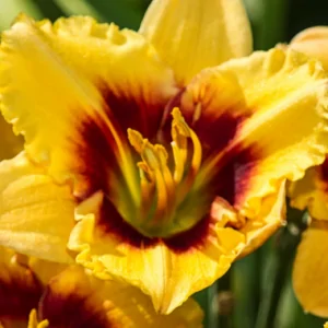 Daylily Renegade Lady plant for sale South Africa