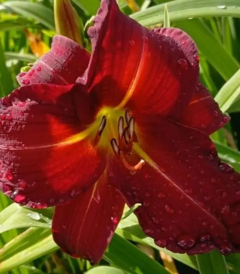 Daylily Sunburst Red plant for sale online South Africa