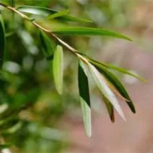 Leptospermum petersonii (Lemon-Scented Tea Tree) plant for sale online South Africa