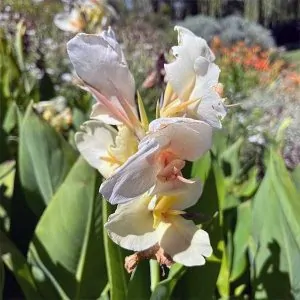 White Cream Canna plant for sale online in South Africa