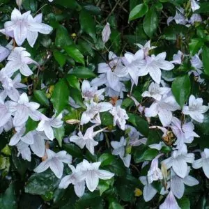 Mackaya bella, plant for sale online, couriered nationwide South Africa