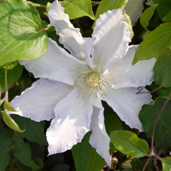 Clematis Thyrisund for sale online South Africa