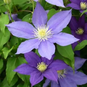 Clematis HF Young for sale online South Africa