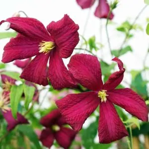 Clematis Madame Julia Correvon for sale online south Africa