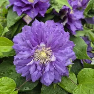 Clematis Kiri-te-kanawa for sale online South Africa