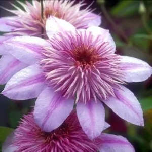 Clematis Empress Sport of Josephine for sale online South Africa