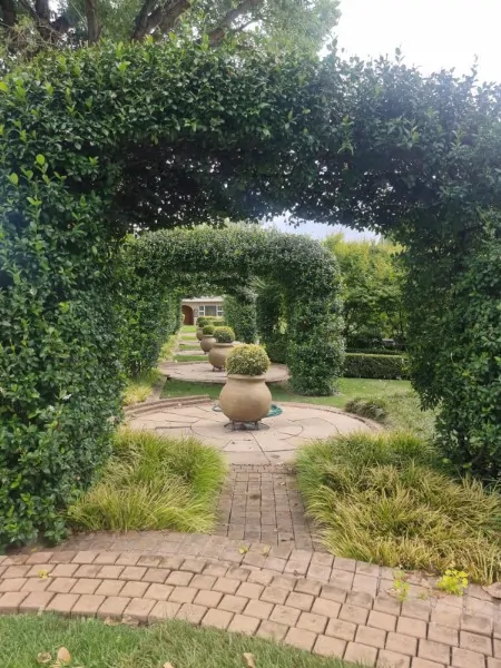 Trachelospermum jasminoides - Image 2