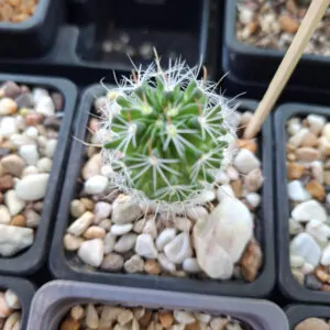 Stenocactus multicostatus