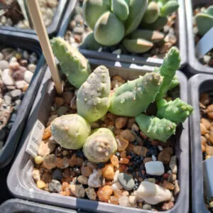 Piaranthus Globosa