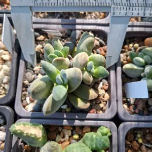 Crassula Tecta