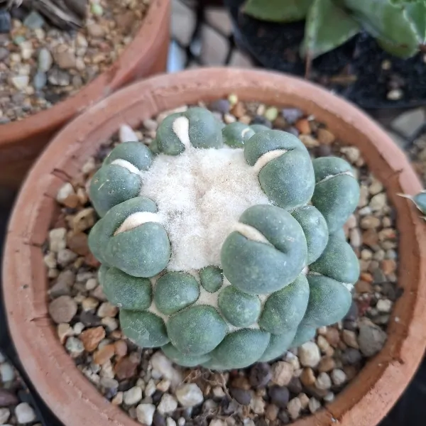 Coryphantha elephantidens inermis Seed Grown - Image 2