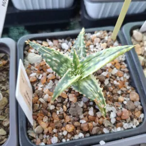Variegated Aloe Hybrid