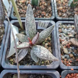 Adromischus Marianae "Clanwilliam"