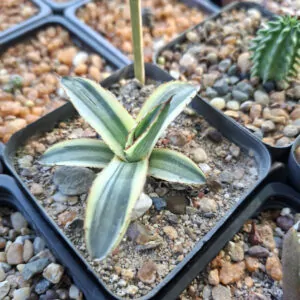 Agave Lophanta "Quadricolor"