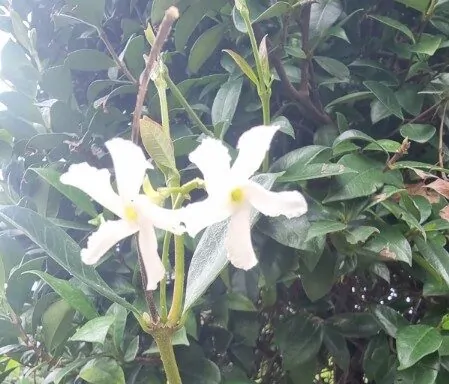 Trachelospermum jasminoides for sale online South Africa