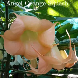 Brugmansia Angel Orange Squash brugmansia for sale South Africa