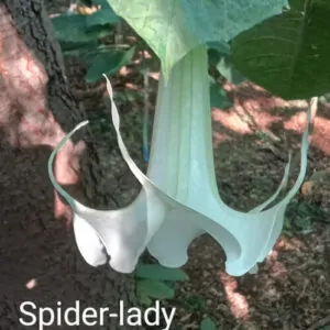 Brugmansia Angel Spider Lady. Medium Size white flowers with unusual long tentacles