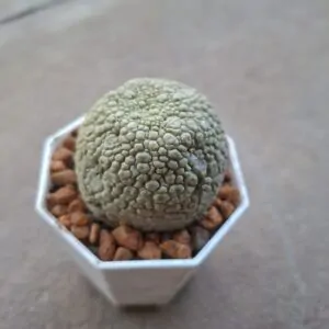 Pseudolithos Migiurtinus