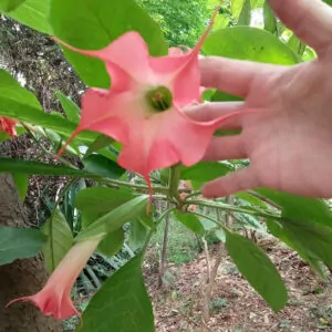 Brugmansia Angel Tinker Bell ideal for pots on the stoep. For sale online South Africa