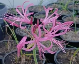 Nerine filifolia for sale online South Africa