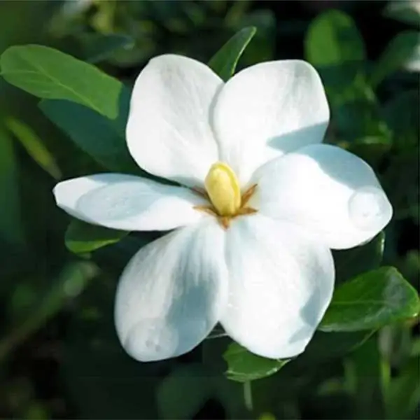 Gardenia Augusta 'Impulse' plant, South Africa