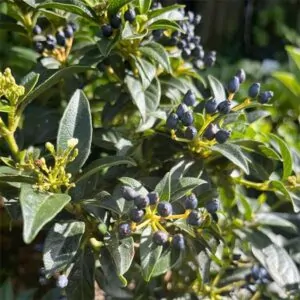 Viburnum tinus ‘Compacta’ for sale South Africa. Suitable for small hedges