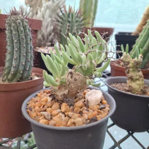 Tylecodon reticulatus