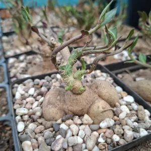 Euphorbia Neurobella, Red Monadenium