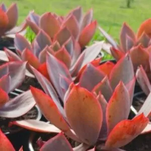Echeveria afterglow