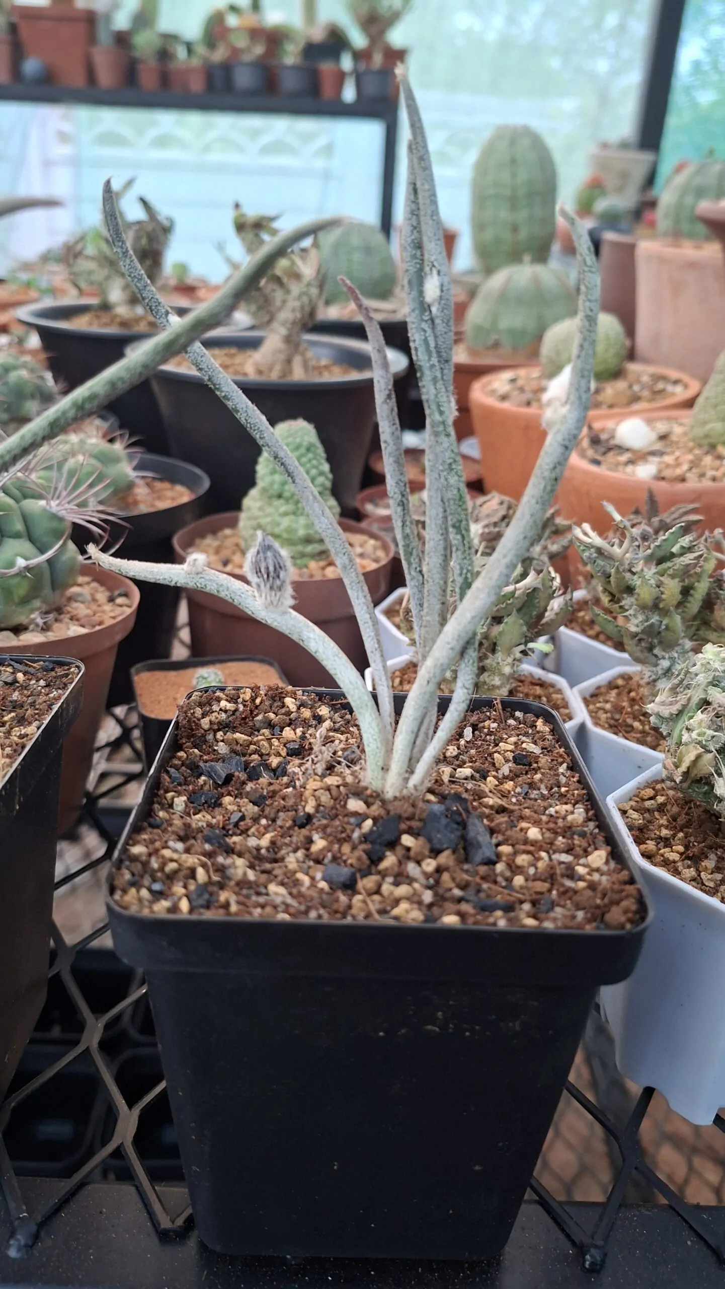Astrophytum Caput Madusae - Image 3