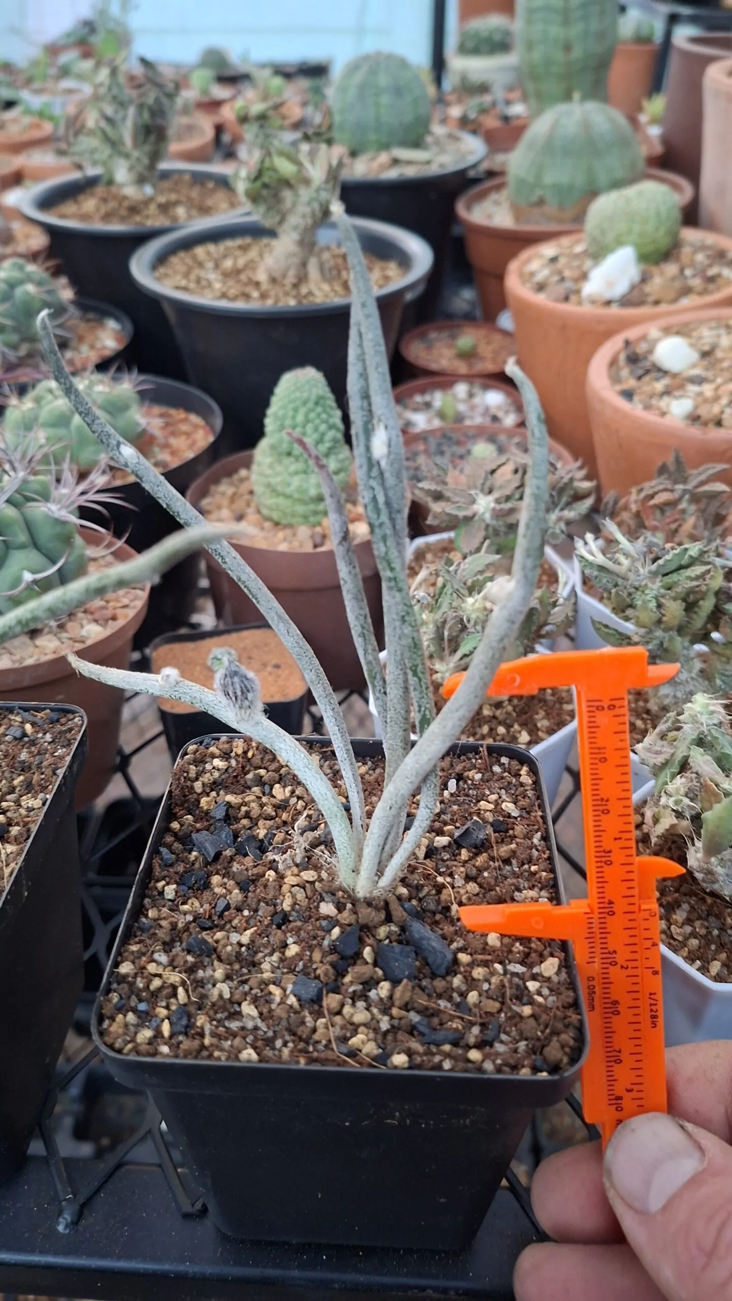 Astrophytum Caput Madusae - Image 4
