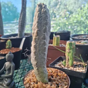 Euphorbia Abdulkuri