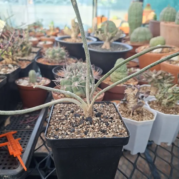 Astrophytum Caput Madusae
