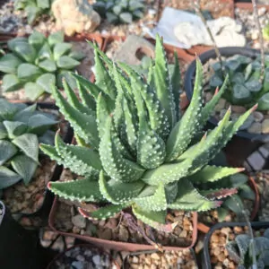 Tulista Pumila (Haworthia Pumila)