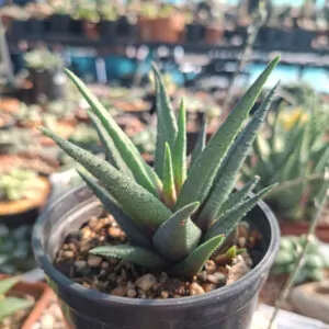Haworthia Sordida Hybrid
